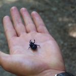 Böcekler öldüklerinde neden ters döner?