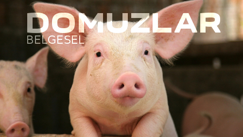 Domuzlar Belgesel (National Geographic)