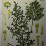 Acı pelin otunun faydaları