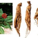 Adam Otunun Faydaları