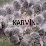 Afiyetle Yediğimiz Böcek (Karmin – E 120)