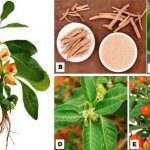 Ashwagandha - Withania somnifera