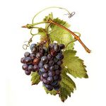 Üzüm asma - Vitis vinifera