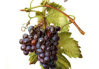 Üzüm asma - Vitis vinifera