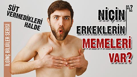 Süt Vermedikleri Halde Niçin Erkeklerin Memeleri Var
