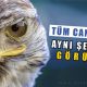 Tüm Canlılar Baktıklarında Aynı Şeyi mi Görüyor – İlginç Bilgiler Serisi
