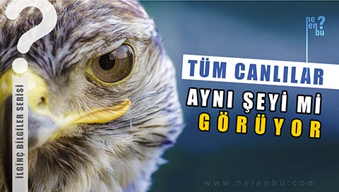 Tüm Canlılar Baktıklarında Aynı Şeyi mi Görüyor – İlginç Bilgiler Serisi