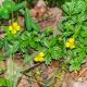 Beşparmak Otu - Potentilla erecta