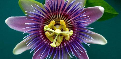 Çarkıfelek Bitkisinin Faydaları - Passion flower