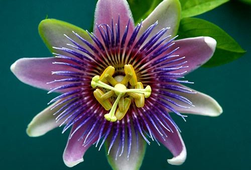 Çarkıfelek Bitkisinin Faydaları - Passion flower