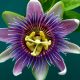 Çarkıfelek Bitkisinin Faydaları - Passion flower