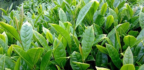 Çayın Faydaları - Tea - tee - Echinacea purpurea