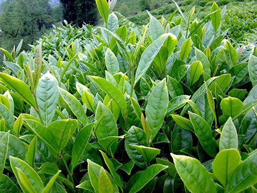 Çayın Faydaları - Tea - tee - Echinacea purpurea 