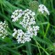 Civanperçemi Faydaları - Achilla millefolium