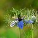 Çörek Otu - Nigella sativa