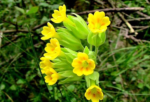 Çuha Çiçeği - Primula officinalis