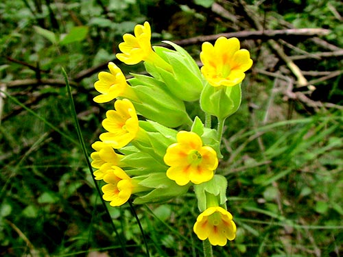 Çuha Çiçeği - Primula officinalis
