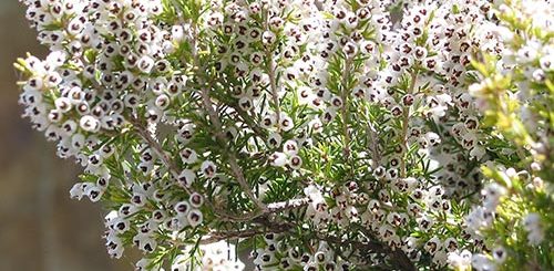 Funda yaprağı - Erica arborea