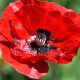 Gelincik - Papaver rhoeas