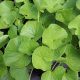 Gotu Kola - Centella asiatica