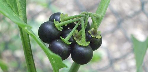 İt üzümü, Solanum dulcamara