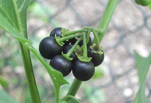 İt üzümü, Solanum dulcamara