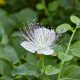 Kapari - Capparis spinoza