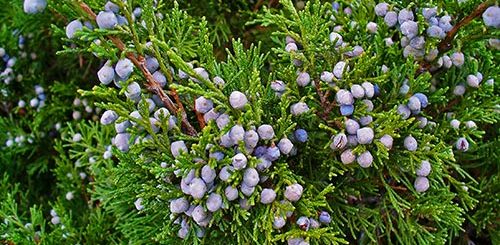 Kara ardıç - Juniperus sabina