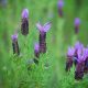 Karabaş otu - Lavandula stoechas
