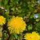Karahindiba - Taraxacum officinalis