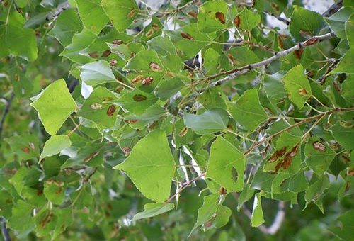Kavak - Populus nigra