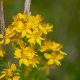 Kılıç Otu Faydaları - Hypericum perforatum