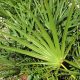 saw palmetto - Serenoa repens