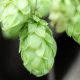 şerbetçi otu - Humulus lupulus