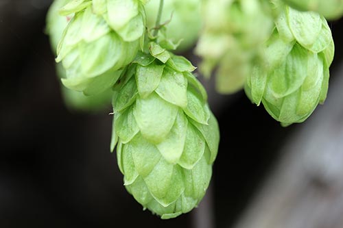 şerbetçi otu - Humulus lupulus
