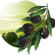Zeytin PNG Resim İndir