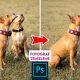 Fotoğraflarda İstenmeyen Yerleri Çıkarma – Photoshop Eğitim Dersleri